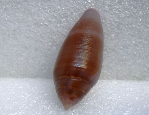 Conus (Leporiconus) granum  Röckel & Fischöder, 1985 _12210