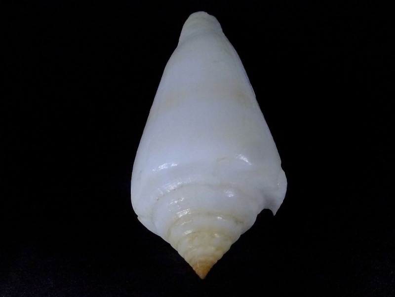Conus (Pionoconus) consors  GB Sowerby I, 1833 _57310