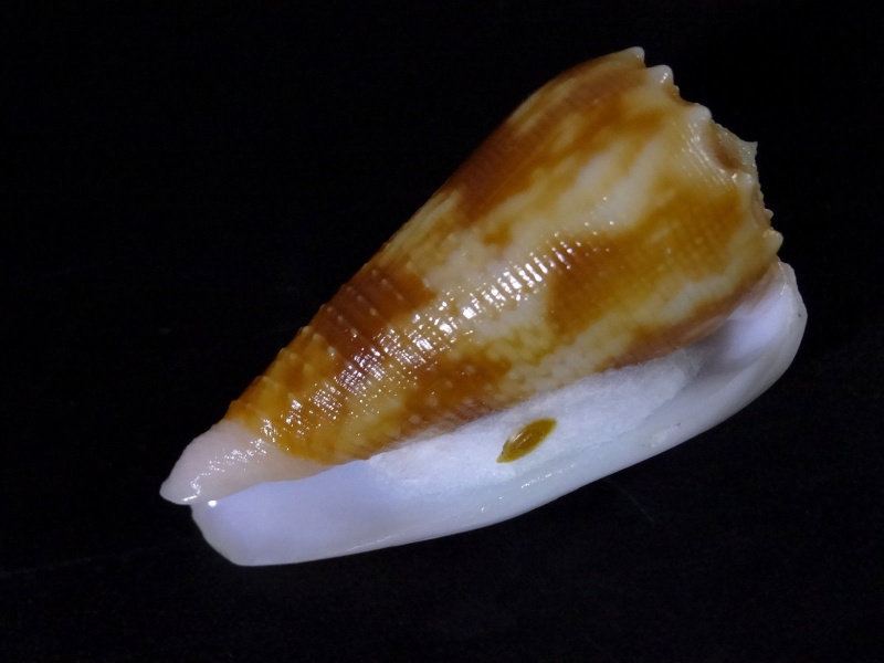 Conus (Phasmoconus) stainforthii (Reeve, 1843)	voir Conus (Ph) moluccensis _57710