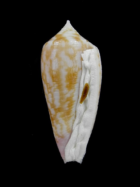 Conus (Phasmoconus) oishii - Shikama, 1977 Oishii11