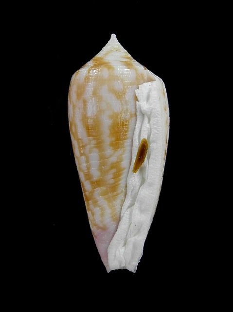 Conus (Phasmoconus) oishii Shikama, 1977 Oishii11