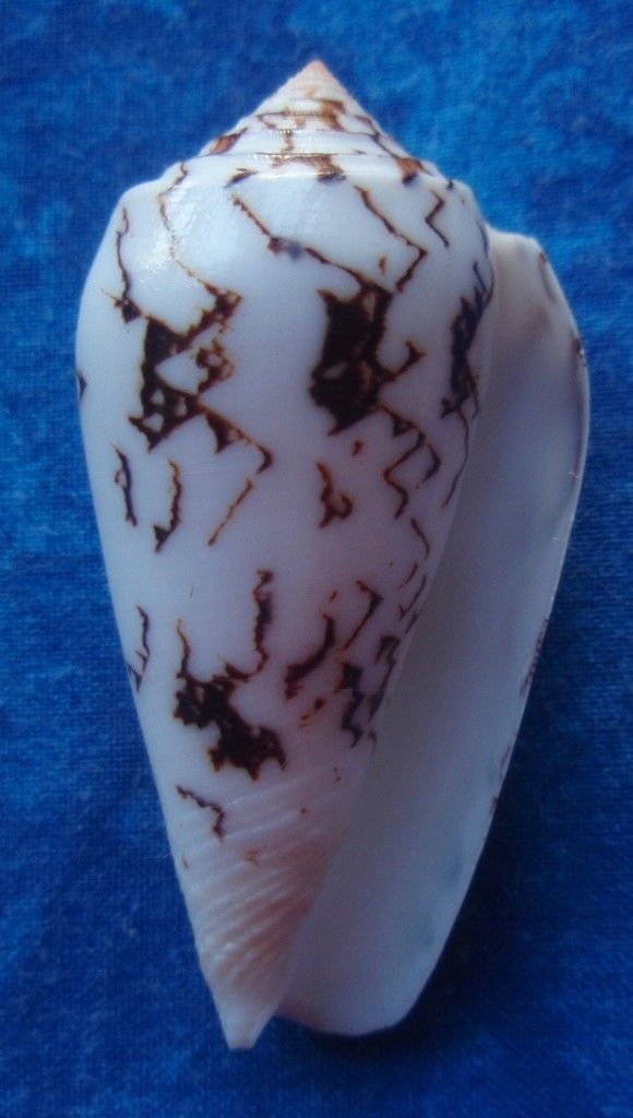 Conus (Pionoconus) striatus juliaallaryae   Cossignani, 2013 Striat10