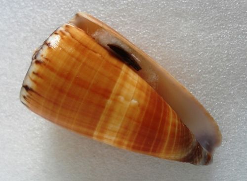 Conus (Strategoconus) planorbis   Born, 1778  T2ec1611