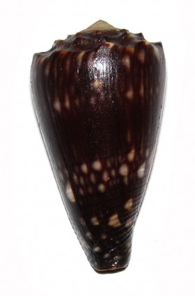 Conus (Conus) nigrescens  Sowerby II, 1859 voir Conus (Conus) bandanus  Hwass in Bruguière, 1792 Ts101010