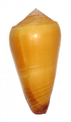 Conus (Pionoconus) carinatus (Swainson, 1822) voir Conus (Pionoconus) magus Ts111410