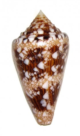 Conus (Cylinder) scottjordani (Poppe, Monnier & Tagaro, 2012) Ts111710