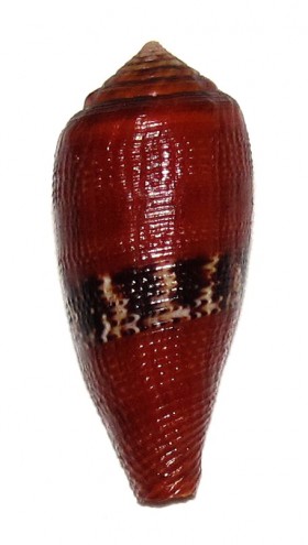 Conidae Conus (Rubroconus) coccineus   Gmelin, 1791 Ts113210
