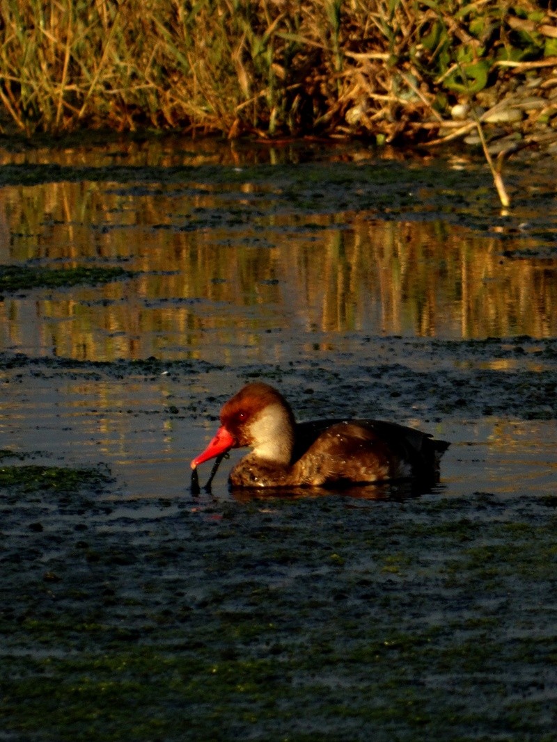 Nette rousse 04610