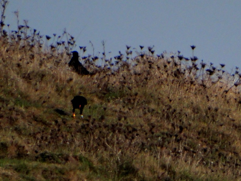 Suivi 2013 du Crave à bec rouge (Pyrrhocorax pyrrhocorax) en Bretagne: Entre Belle-Île et le Cap Sizun 07210