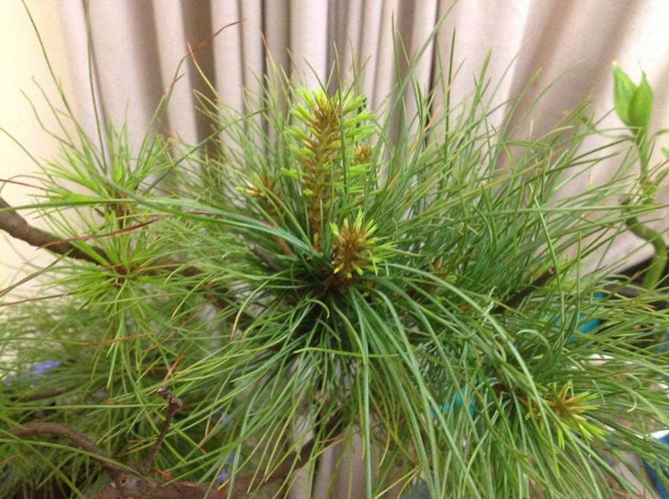 Look Like A Type of Pine Wp311