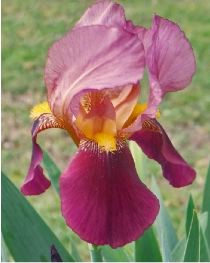 Floraison de nos iris barbus saison 2014 Iris_i10