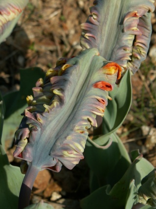 Tulipa - tulipe perroquet [devinette] Pict4212