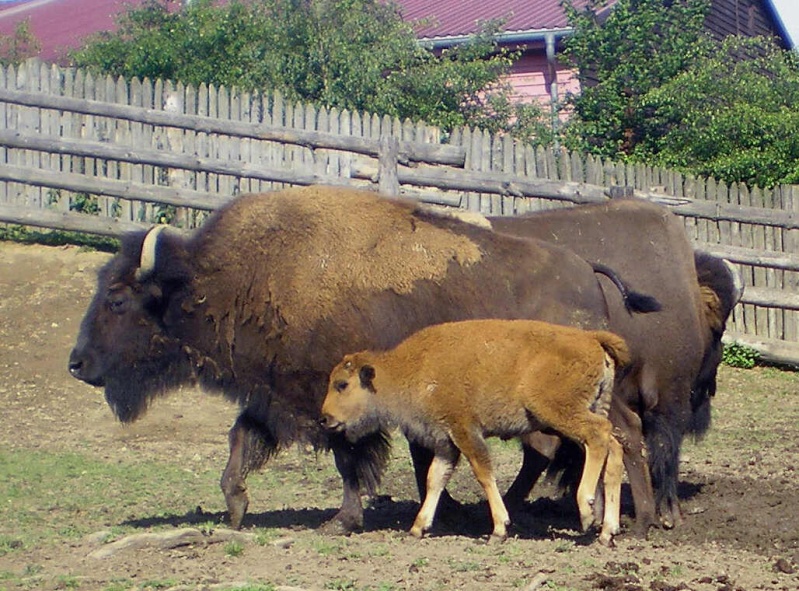 Bemalungen, Umbauten, Modellierungen - neue Tiere für meine Dioramen Baffel10