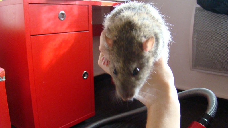 URGENT : A l'adoption rat mâle rex de 8 mois Dsc05112