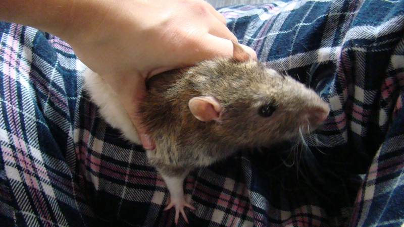URGENT : A l'adoption rat mâle rex de 8 mois Dsc05113