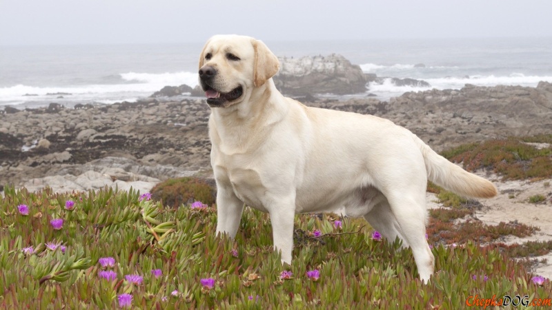 Le chien dans la nature 192-ex10