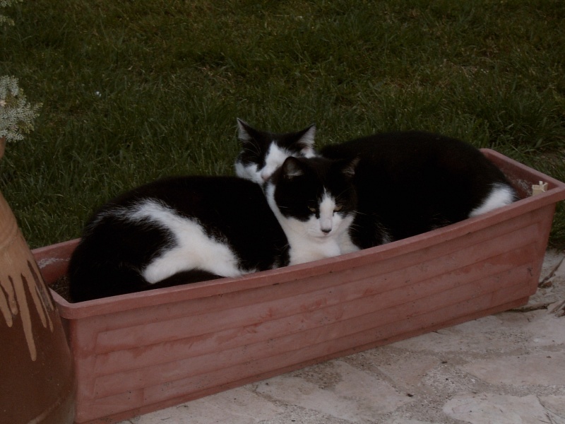 DES CHATS EN JARDINIERES Suc30030