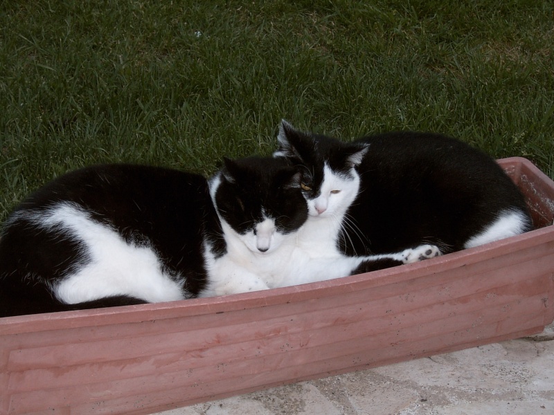 DES CHATS EN JARDINIERES Suc30110