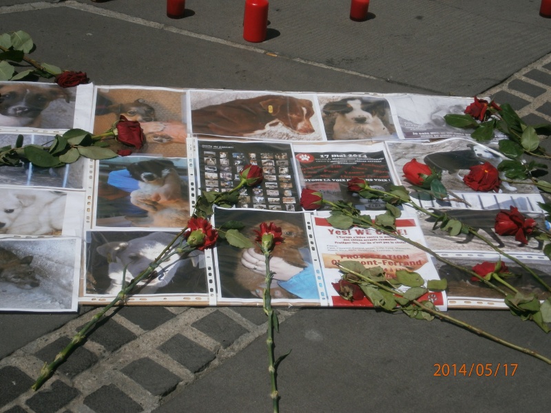 roumanie - manifestation en France le 17 mai 2014 contre le massacre des chiens en roumanie - Page 31 06011