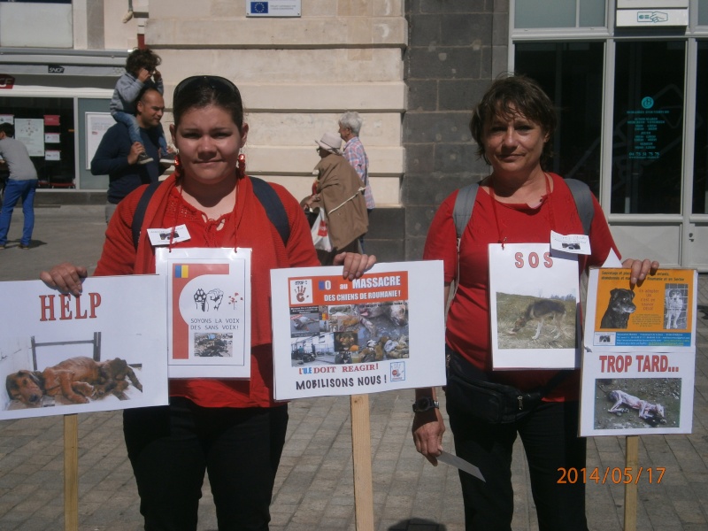 roumanie - manifestation en France le 17 mai 2014 contre le massacre des chiens en roumanie - Page 31 06610