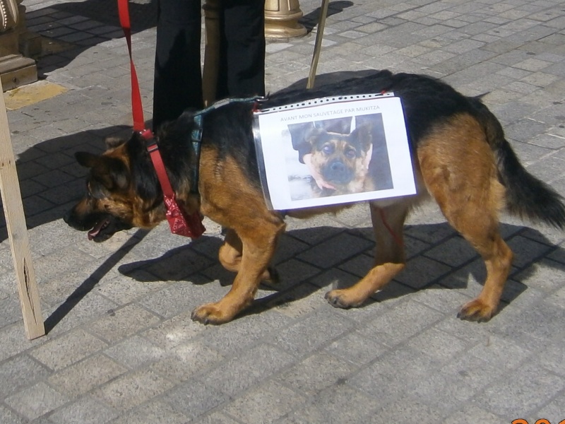 roumanie - manifestation en France le 17 mai 2014 contre le massacre des chiens en roumanie - Page 31 06810