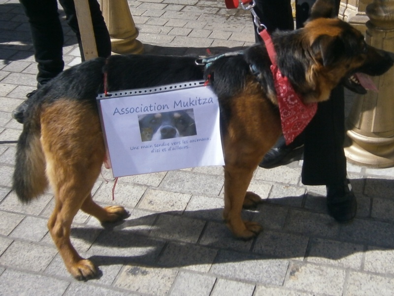 roumanie - manifestation en France le 17 mai 2014 contre le massacre des chiens en roumanie - Page 31 07210