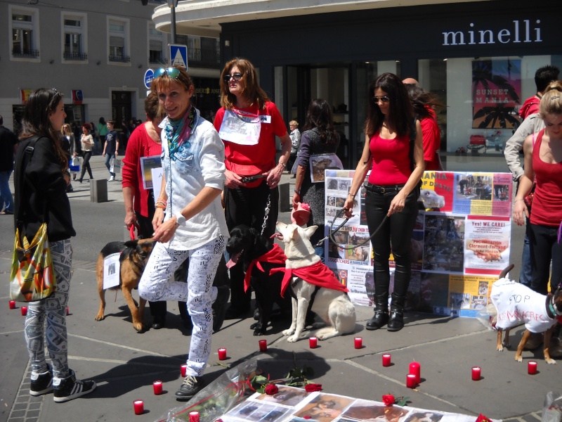 roumanie - manifestation en France le 17 mai 2014 contre le massacre des chiens en roumanie - Page 31 07310