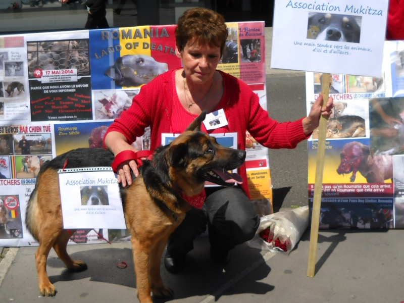 roumanie - manifestation en France le 17 mai 2014 contre le massacre des chiens en roumanie - Page 31 07612