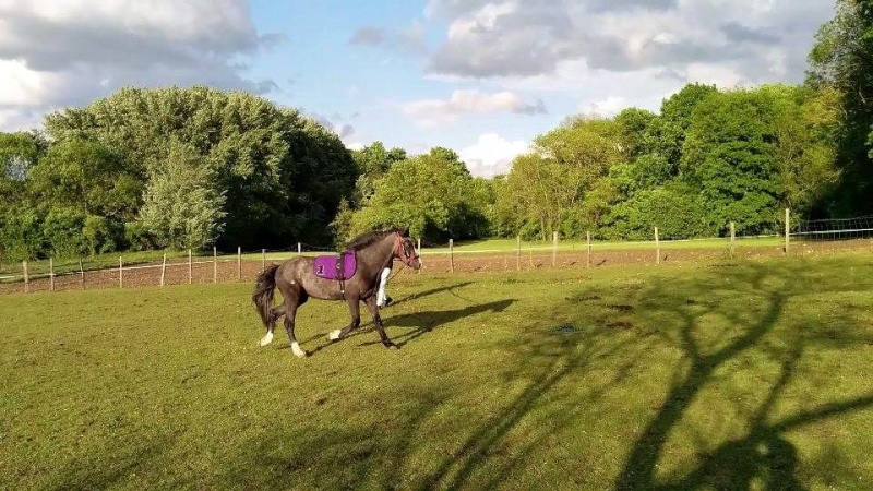 lucky - (Dept 15) Lucky (ex Beny), SF x Apaloosa et Camille (Oléron) (Déc 2011) - Page 38 10300110