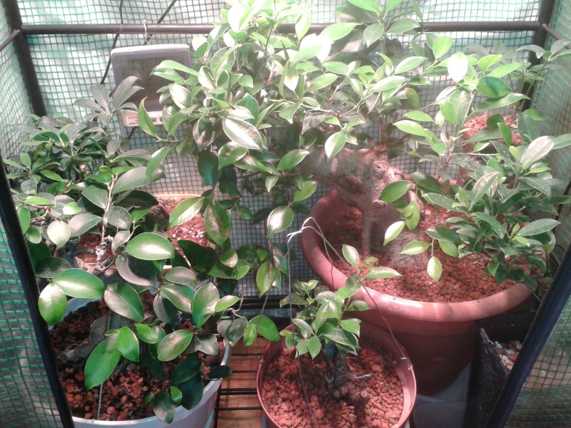 Indoor Bonsai under LED lights. - Page 3 20140212