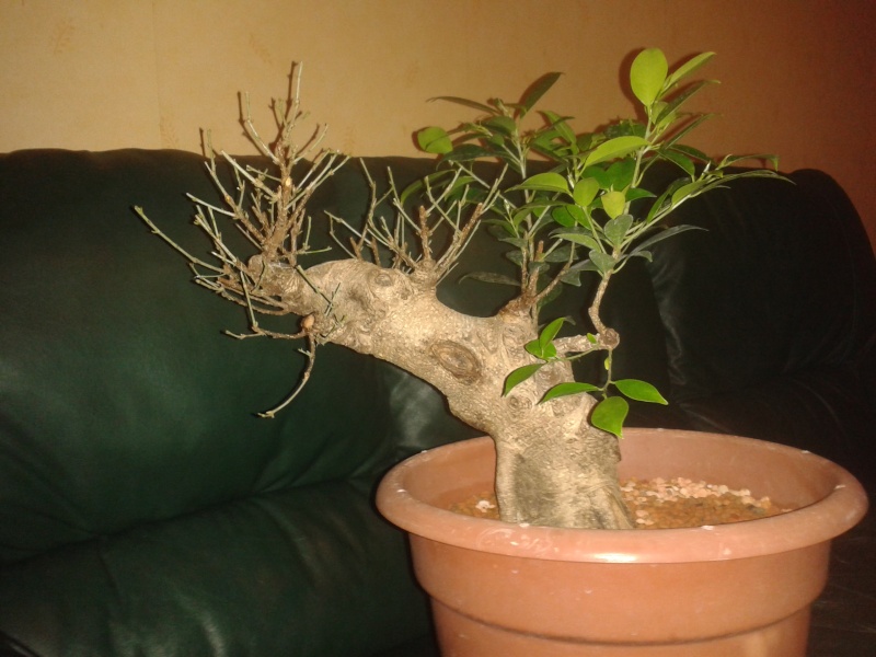 Ficus Microcarpa with huge uros and hollow trunk? 20140310