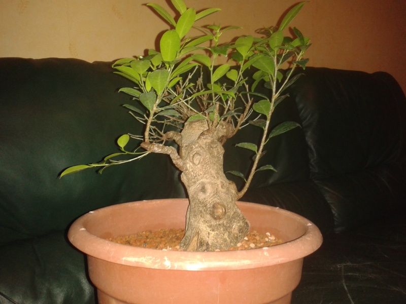 Ficus Microcarpa with huge uros and hollow trunk? 20140312