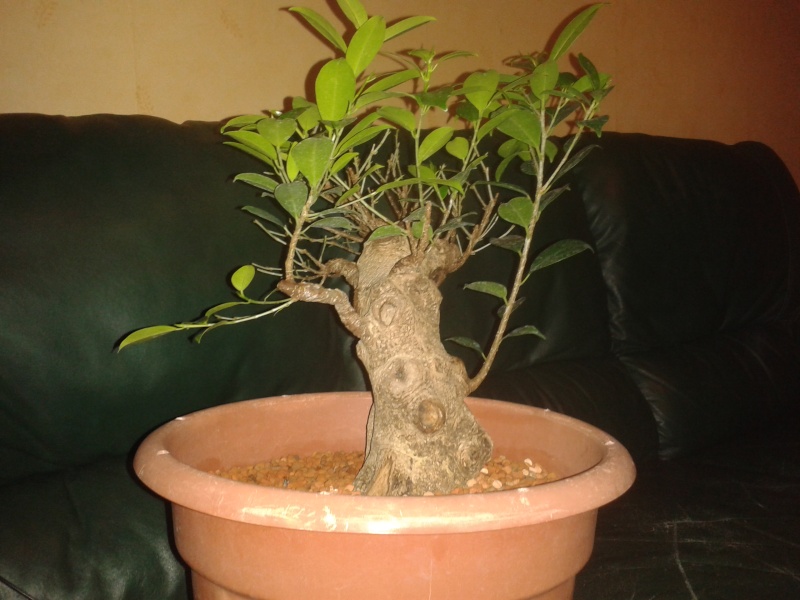 Ficus Microcarpa with huge uros and hollow trunk? 20140312