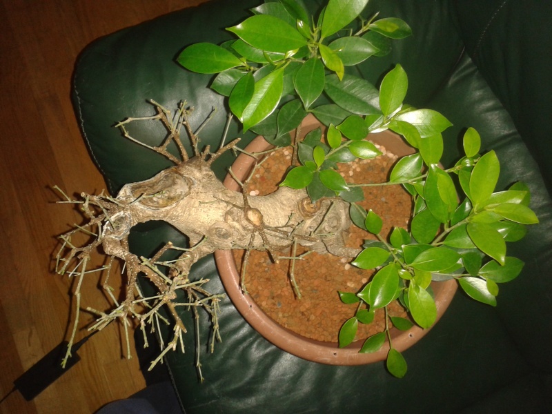 Ficus Microcarpa with huge uros and hollow trunk? 20140314