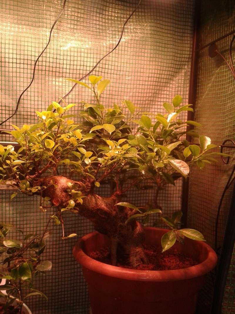 Indoor Bonsai under LED lights. - Page 4 20140410