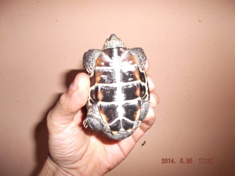 Mauremys reevesii fredturtle Dscf0524
