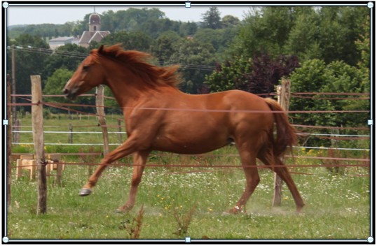 HIRONDELLE - ONC présumée née en 2004 - placée hors association en mars 2014 Hirond22