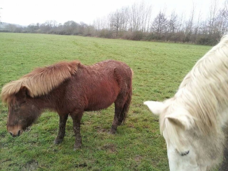 JADE - PP Percheron née en 1997 - adoptée en janvier 2013 par Helline 28 (ex Undicci) - Page 5 Img_1413