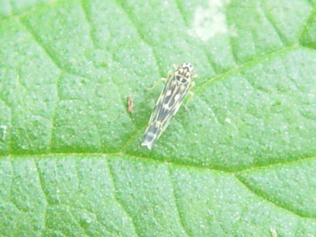 petite cicadelle (Eupteryx) Cicade11