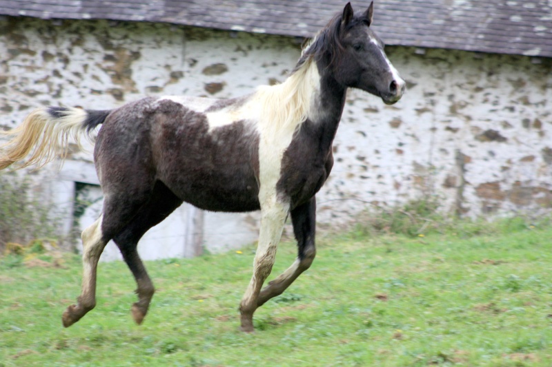 COCHISE DES ROCHES - Hongre DSA Pie Gris - Né en 2012 - Monté Cochis10