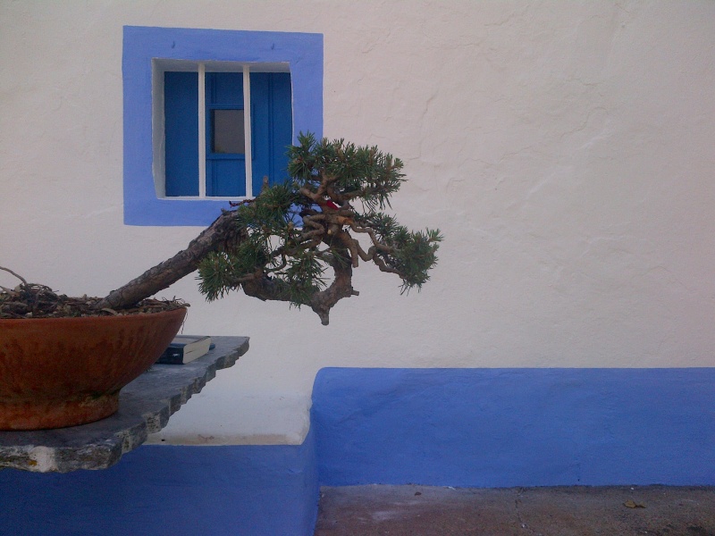 pinus sylvestris Img-2011