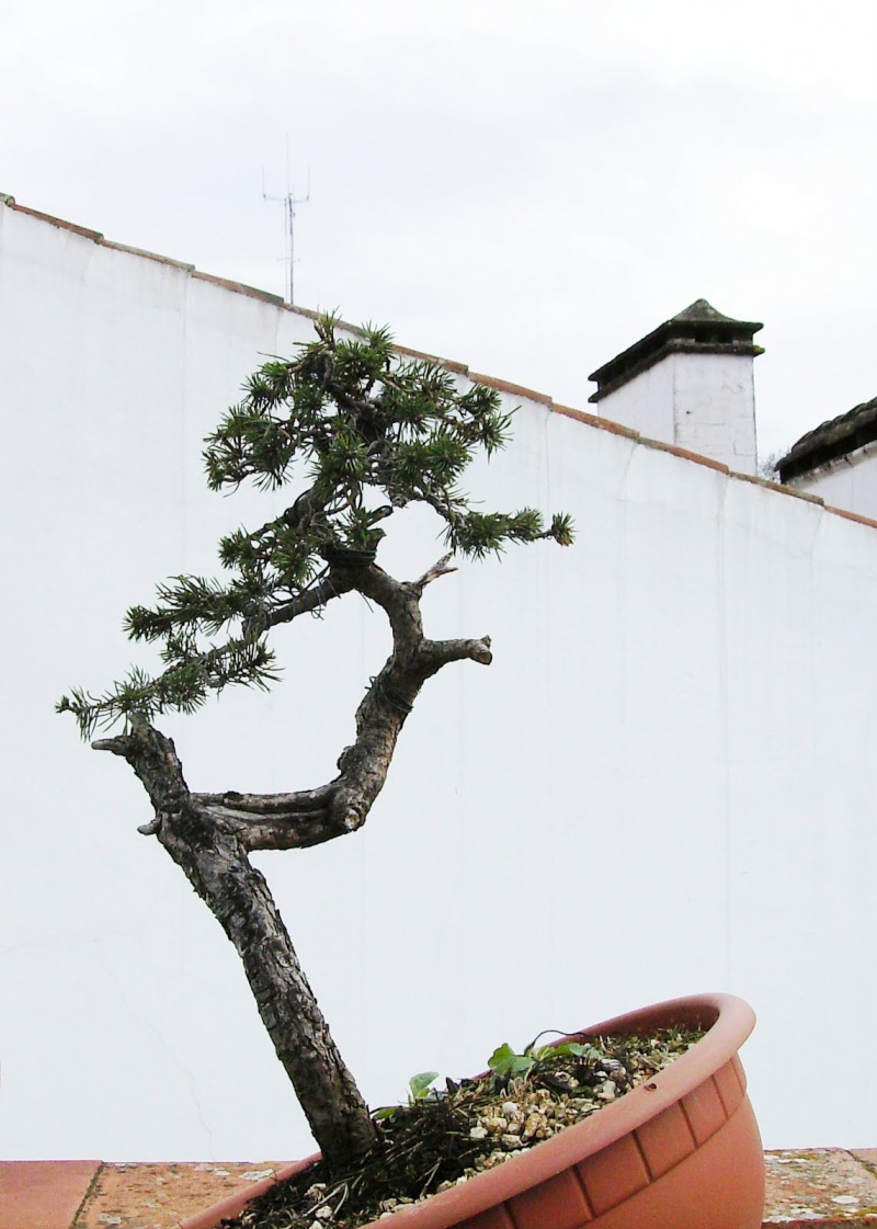 pinus sylvestris Pinus_10