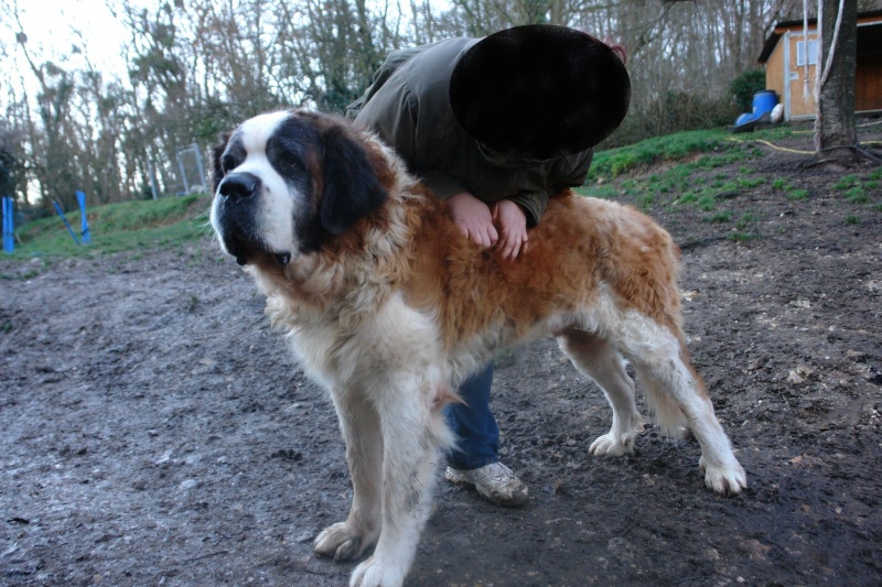 Amstrong St Bernard Mâle  Amstro12