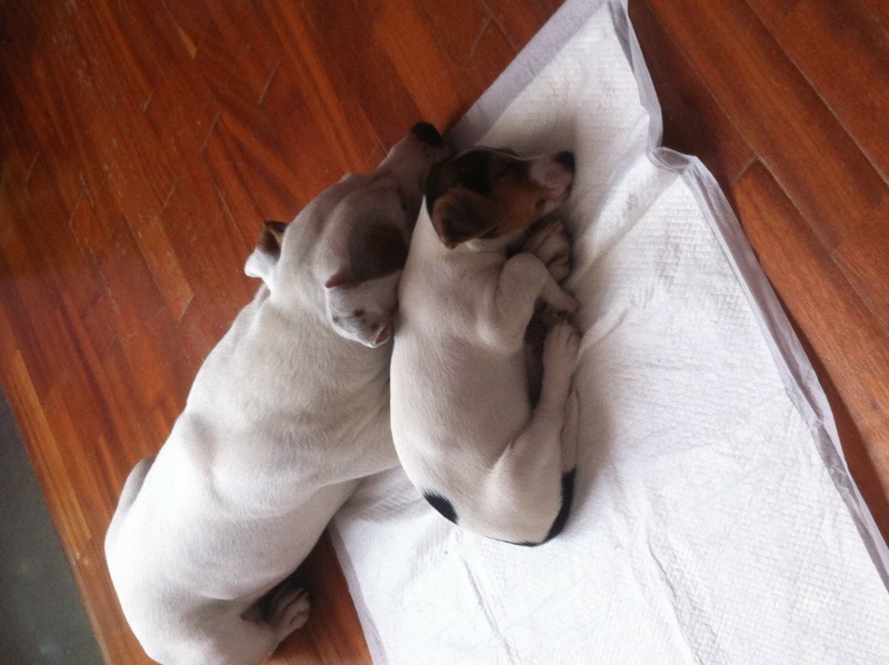 russel - Jack (parson) e Camilia (jack russel) Foto10