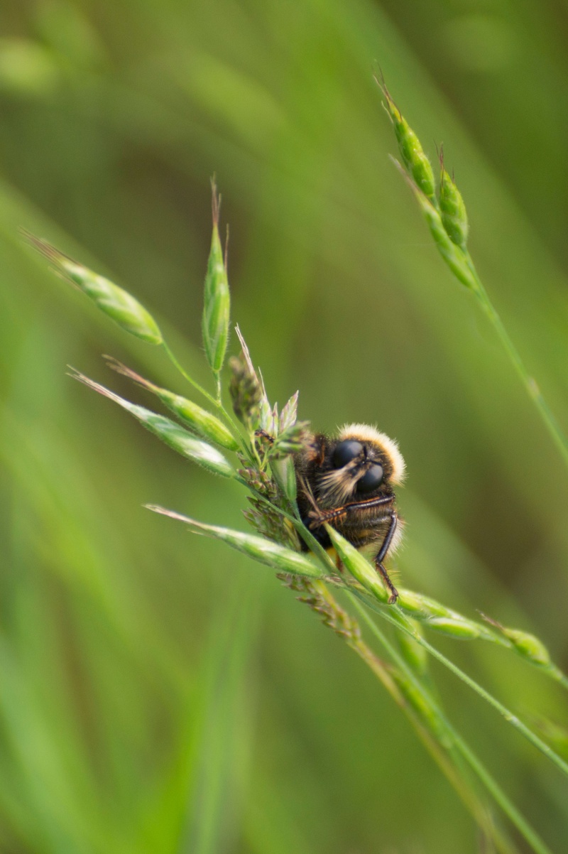 Insecte en proxis (essais avec 50 200 sigma) Dsc00511