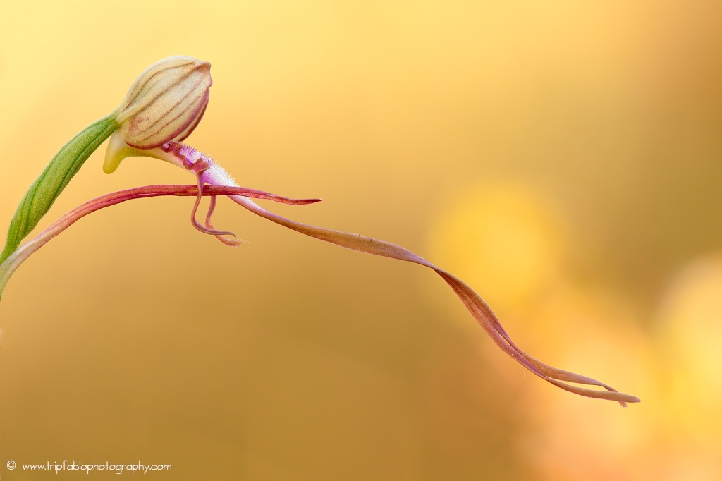 Fiorellino di Himantoglossum  Himant10