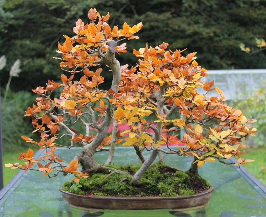 Show the Autumncolour from your bonsai - Page 4 001_1210