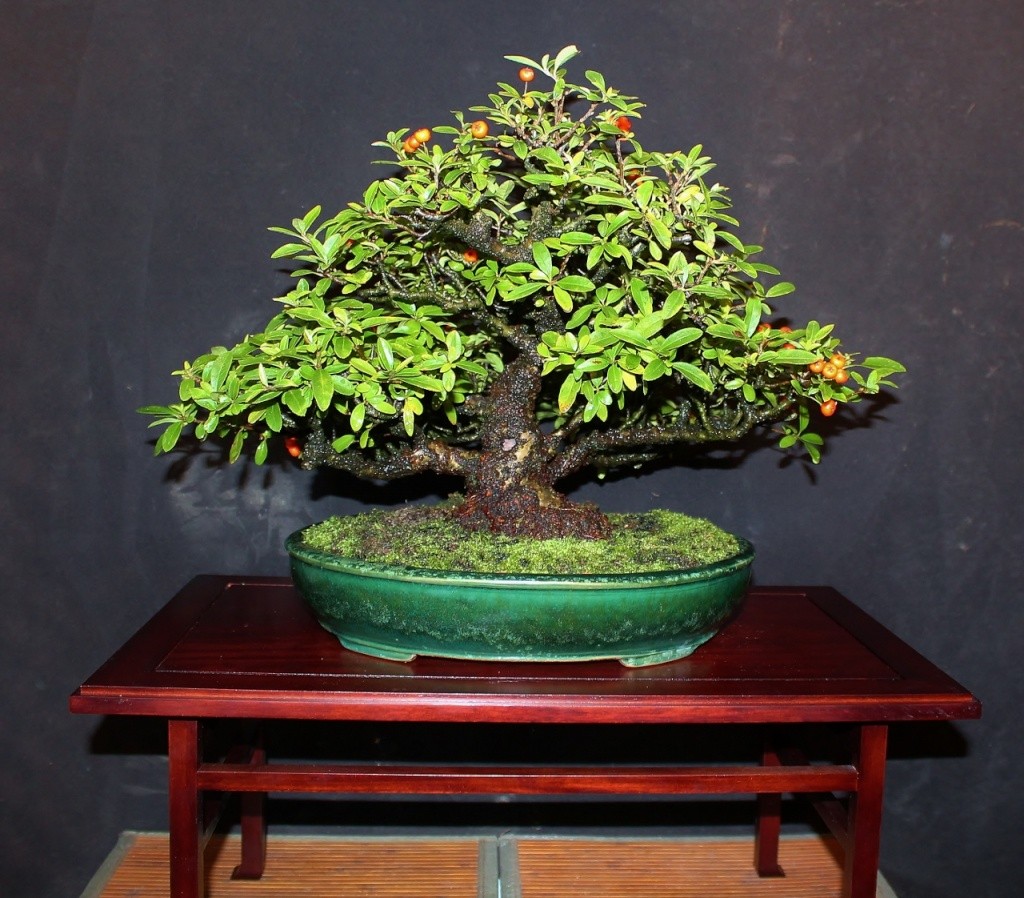 Show the Autumncolour from your bonsai - Page 4 001_1211