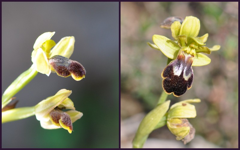 ophrys fusca de CRETE Creber10