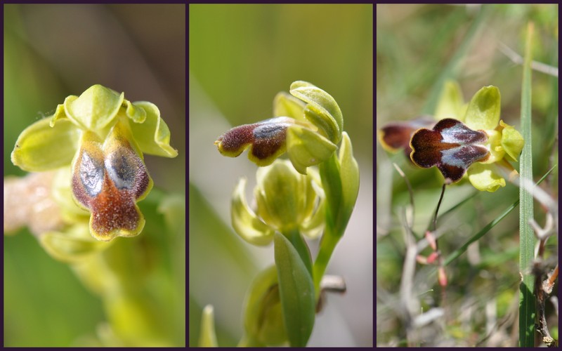 ophrys fusca de CRETE Cressa10